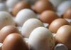 Uova a rischio salmonella, l’elenco dei lotti richiamati