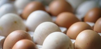 Uova a rischio salmonella, l’elenco dei lotti richiamati