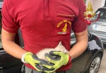 Gattino incastrato nel motore di un’auto viene salvato dai Vigili del Fuoco