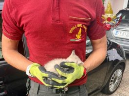 Gattino incastrato nel motore di un’auto viene salvato dai Vigili del Fuoco