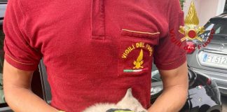 Gattino incastrato nel motore di un’auto viene salvato dai Vigili del Fuoco