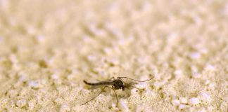 Febbre Oropouche, Oms alza livello allerta: “Evitare diventi minaccia”
