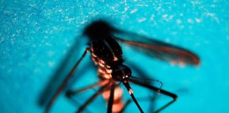 Caso di dengue a Mantova: disinfestazione nella zona di via Cremona