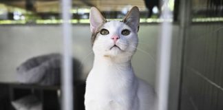 Cresce il numero di gatti abbandonati, cruciali le adozioni consapevoli