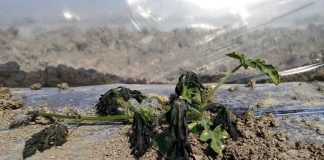 Danni alle produzioni, migliaia di richieste di indennizzo rigettate. Cortesi: “situazione insostenibile”