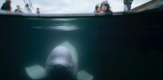 Norvegia, trovata morta Hvaldimir: la balena beluga presunta ‘spia’ della Russia