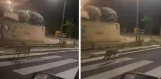Catturato lupo avvistato a Porta di Roma, avrebbe aggredito bimbo in un parco