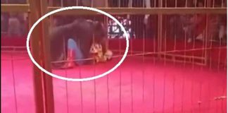 Orso si ribella al domatore, panico al circo – Video
