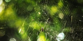 Ragni, il segreto nelle zanne