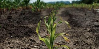 Agricoltura: lo studio, 5 lezioni dalla risposta al cambiamento climatico