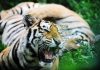Tigre tenta di sbranare l’addestratrice, panico al parco divertimenti