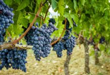 Cantina di Quistello ospita confronto sul futuro del vino tra nuove regole e opportunità