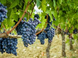 Cantina di Quistello ospita confronto sul futuro del vino tra nuove regole e opportunità