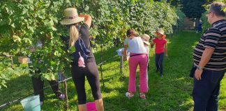 Domenica si vendemmia alla Cantina di Quistello
