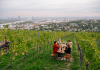 Turismo, alla scoperta dei vigneti viennesi