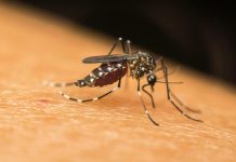 Gazzuolo, caso sospetto di Zika: disinfestazione urgente disposta dal Comune
