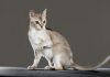 Petsfestival 2024: un Weekend di Meraviglie Animali a CremonaFiere sabato 19 e domenica 20 ottobre