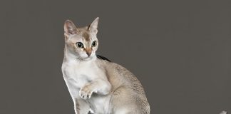 Petsfestival 2024: un Weekend di Meraviglie Animali a CremonaFiere sabato 19 e domenica 20 ottobre