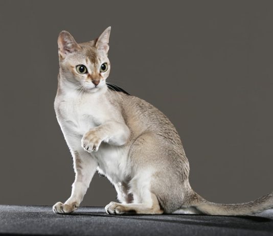 Petsfestival 2024: un Weekend di Meraviglie Animali a CremonaFiere sabato 19 e domenica 20 ottobre