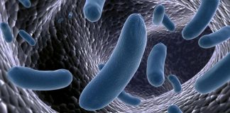 Melanoma, immunoterapia sì o no? Batteri intestinali spia per prevedere l’efficacia