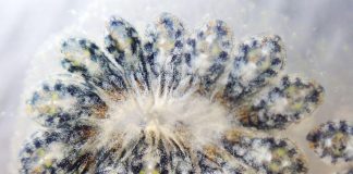 Da un invertebrato della Laguna Veneta nuove risposte per Alzheimer e Parkinson