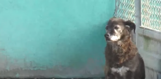 Maltrattamenti animali d’affezione, Bulbarelli (Fdi): “Nessuna persona condannata può adottarne un altro”