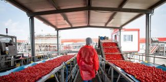 Pomodoro: Mutti eroga 7 mln di incentivi a filiera agricola nell’annata più difficile di sempre