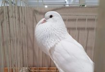 Alla Fiera Millenaria il Campionato di Colombicoltura: in mostra oltre 3.500 esemplari