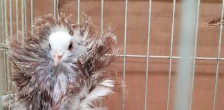 Millenaria, “C’era una volta” chiude a 10mila presenze. Domani ci sono i colombi