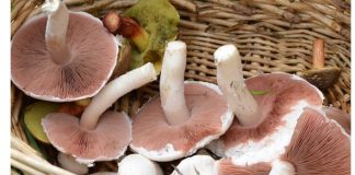 Mangia dei funghi prataioli ma erano tossici. Donna mantovana in ospedale