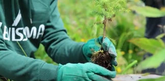 Inaugurata Foresta Levissima, progetto di riforestazione in Val di Fiemme