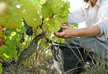 Nel Mantovano è già tempo di vendemmia. Virgili: “penalizzati dalla siccità, ma qualità ottima”