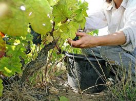 Nel Mantovano è già tempo di vendemmia. Virgili: “penalizzati dalla siccità, ma qualità ottima”