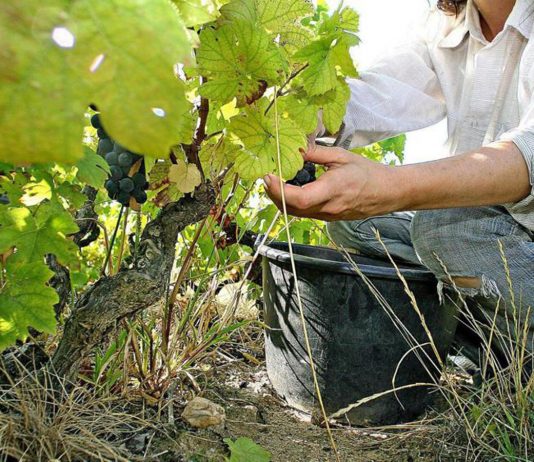 Nel Mantovano è già tempo di vendemmia. Virgili: “penalizzati dalla siccità, ma qualità ottima”