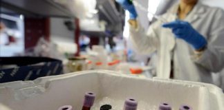 Tumori, batteri trasformati in vaccini personalizzati anticancro: lo studio