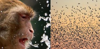 Anche gli animali si ‘sbronzano’, dalle scimmie agli uccelli ecco come assumono alcol