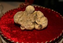 Tartufi, ok al progetto di legge regionale: tracciabilità, risorse per filiera e benessere animale