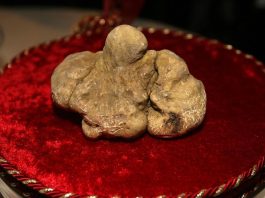 Tartufi, ok al progetto di legge regionale: tracciabilità, risorse per filiera e benessere animale