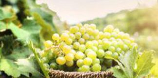 Agricoltura: a Bari buyer esteri alla scoperta dell’uva da tavola italiana