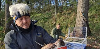 Poiana imprigionata in una lenza da pesca sul lago Superiore. Liberata dalle Guardie Ecologiche