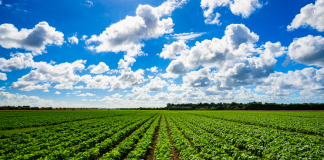 Taglio del 20% PAC, mondo agricolo in allarme: 10,5mln in meno per il Mantovano