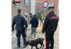 Il cane “Gina” fiuta hashish e marijuana in una casa. Denunciato 26enne