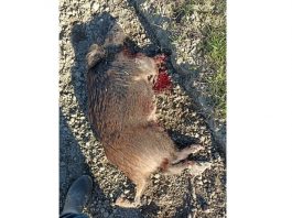 Viadana, un cinghiale si avvicina pericolosamente al centro abitato. Scatta l’allarme: abbattuto