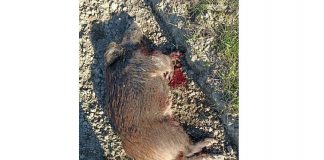 Viadana, un cinghiale si avvicina pericolosamente al centro abitato. Scatta l’allarme: abbattuto