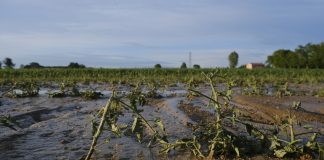 “Dopo la tempesta” di Paolo Lanfredi vince il concorso fotografico “Campagne”