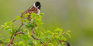 Rapporto Etifor, tutela della biodiversità è una responsabilità condivisa