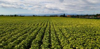 Tabacco, De Carlo (FdI): “Accordo Masaf–Philip Morris Italia esempio virtuoso”