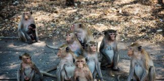 Scimmie in fuga dal laboratorio di ricerca, in Usa è caccia a 43 macachi rhesus