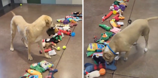 Cani senza una famiglia scelgono un regalo di Natale donato dai volontari, il video virale