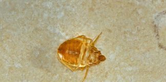 Il segreto della super cimice dei letti, 20mila volte più resistente